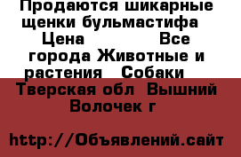 Продаются шикарные щенки бульмастифа › Цена ­ 45 000 - Все города Животные и растения » Собаки   . Тверская обл.,Вышний Волочек г.